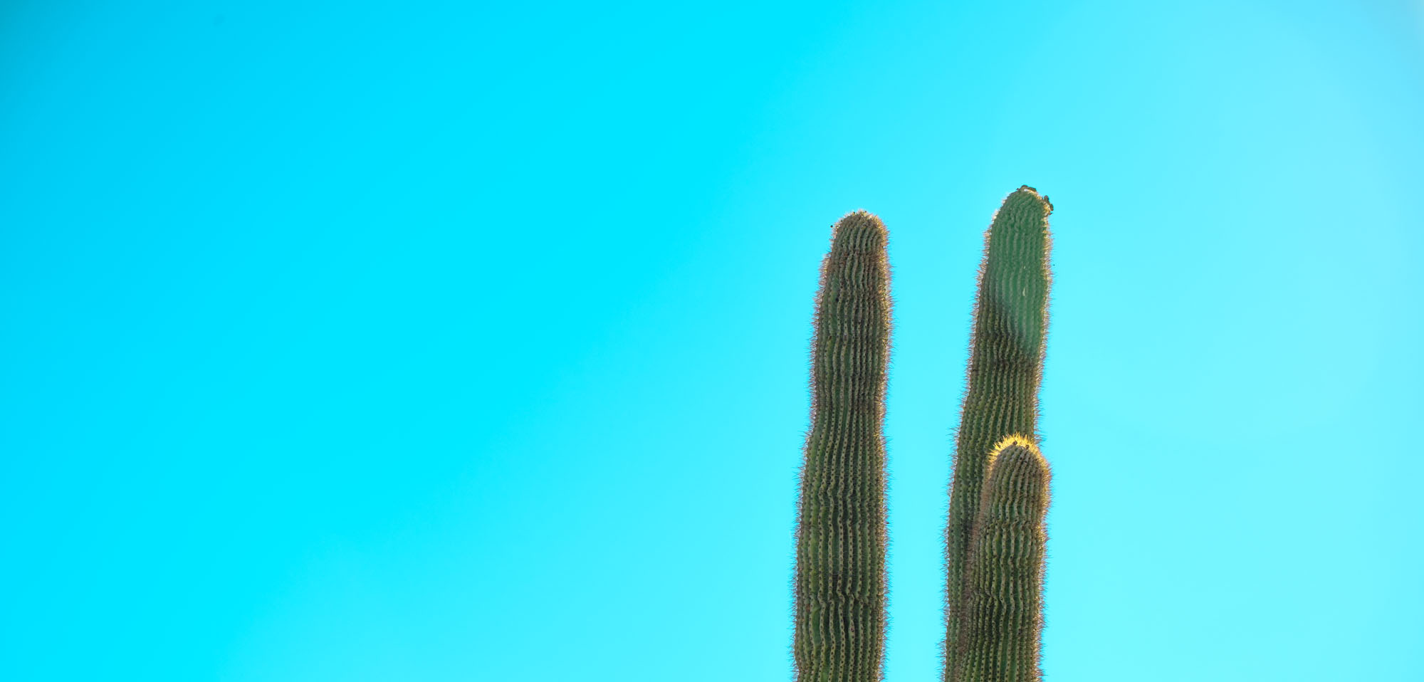 Twin Saguaros