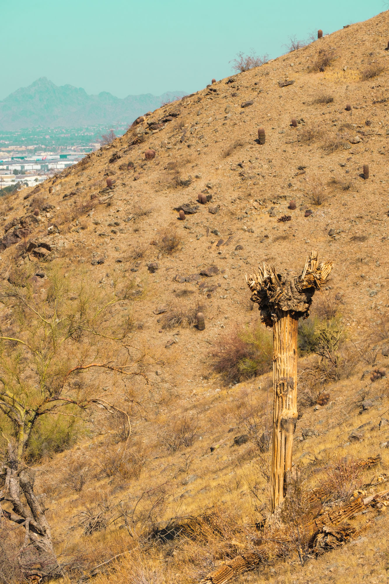 Dead Saguaro Hillside