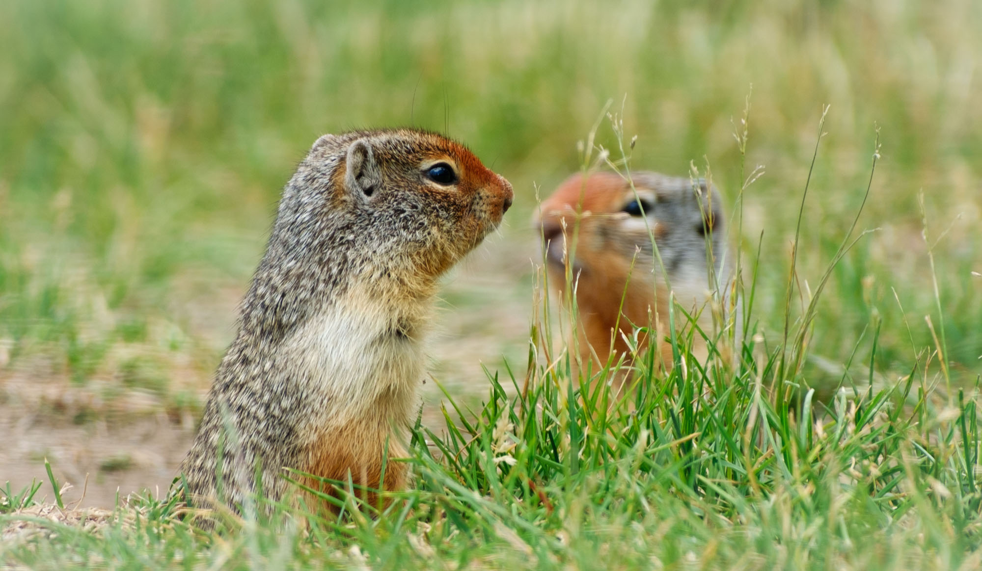 Ground Squirrels