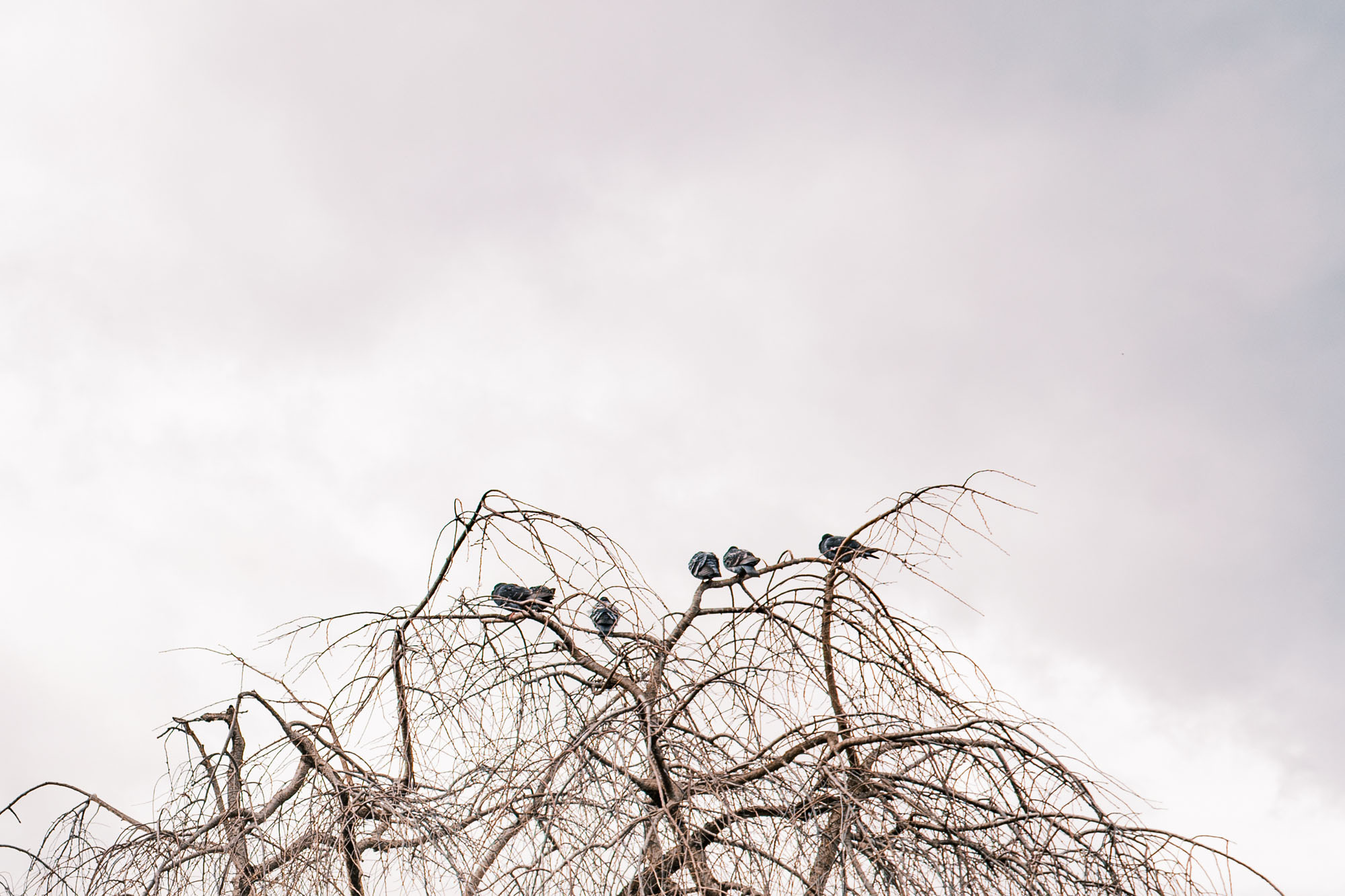 Pigeons in Bare Tree