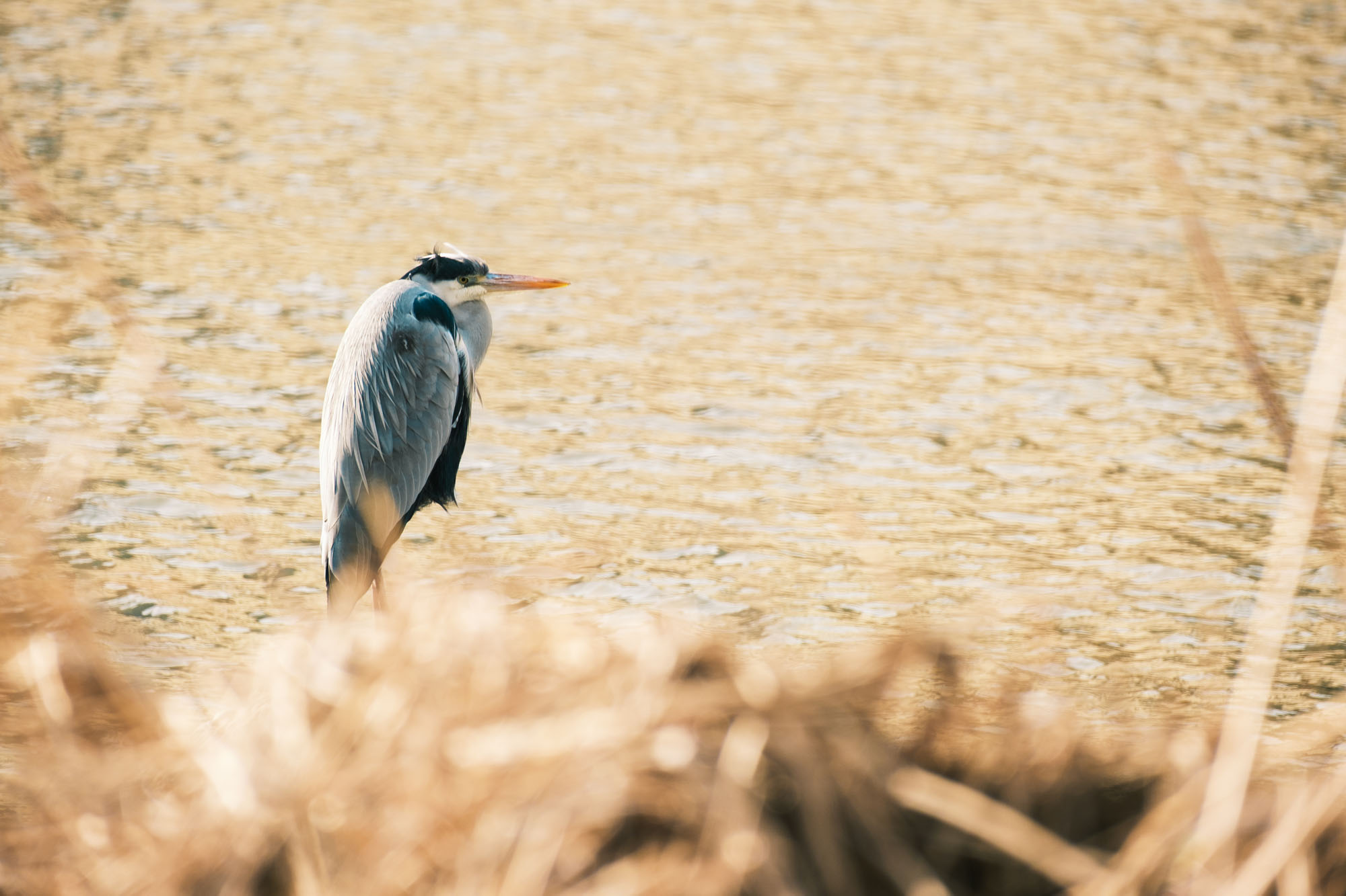 Heron in Kamo River